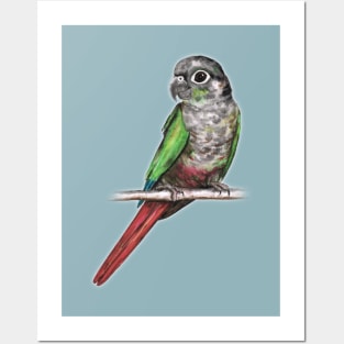 Green-cheeked conure Posters and Art